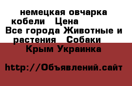 немецкая овчарка кобели › Цена ­ 25 000 - Все города Животные и растения » Собаки   . Крым,Украинка